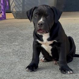 9 Weeks Old American Bullies Available in Jonesboro, ga