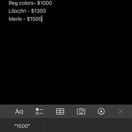 Exotic Puppies - Early Lock In Information in Raleigh, nc