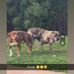 Exotic Puppies - Early Lock In Information in Raleigh, nc