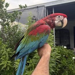 Green Wing Macaw for Sale in Ogden, ut