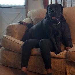 Boerboel Male Available for Studding in Warren, oh