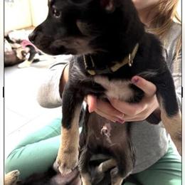 Full Blooded Chihuahua Puppies Ready for New Homes in Newburgh, in