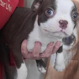 Boston Terrier Splash Puppies Available in Clio, mi