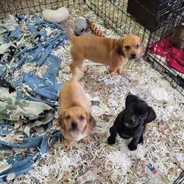 Puggle Puppies Available in Clio, mi