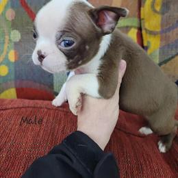 Boston Terriers Available for Valentine's Day in Clio, mi