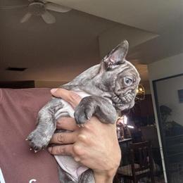 Female French Bulldog Available with AKC Pedigree in Newark, nj