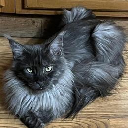 Maine Coon Stud Wanted Near Connellsville in Scottdale, pa