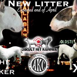Bull Terrier Puppies Coming Soon in Birmingham, al