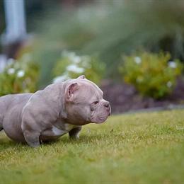 Exotic Bully Skilla Baby Open for Stud in Charleston, sc