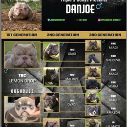 American Bully DanJoe - Emerging Star Stud for Breeding in Charleston, sc