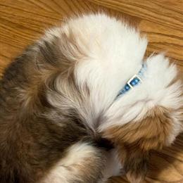 Male American Corgi Available for Guardian Home in Noblesville, in