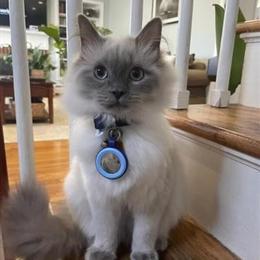 Ragdoll Kittens Ready for New Homes in Boston, ma