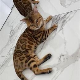 Bengal Kittens Ready for Adoption in Boston, ma