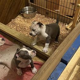 American Bully Puppies Available - ABKC Registered in Winston-Salem, nc