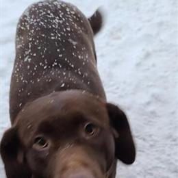 Labrador Retriever Available for Adoption in Lone Rock, wi