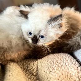 Male Himalayan Kittens Ready for New Homes in Stewartsville, nj