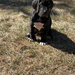 Great Dane for Adoption in Matamoras, pa