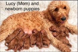 F2b Goldendoodle Puppies Standard Size Ready Mothers Day in Bowling Green, KY