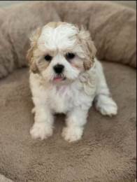 Brindle Shihpoo Stud Service Proven Producer 10 lb Male Chunky in Grand Rapids, MI