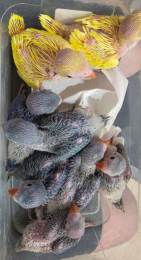 Baby Indian Ringneck Parrots Handfeeding Age 5 Weeks in Long Beach, CA