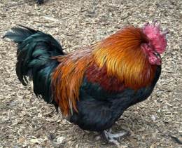 Le Grand Chickens Day Old Chicks Hatch Starting Soon Limited Availability in Augusta, GA