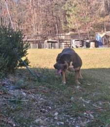 American Bully XL Male Tri Color 7 Months Old in Charlotte, NC