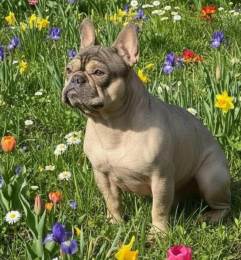 Hairless French Bulldog Lilac And Tan Proven Male Available in Rochester, MN