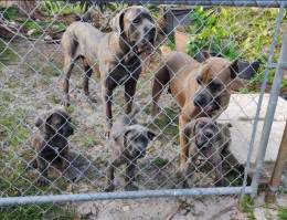 Purebred Cane Corso Puppy 11 Weeks Old Loyal Protective Family Raised Ready Now in Lake Worth, FL