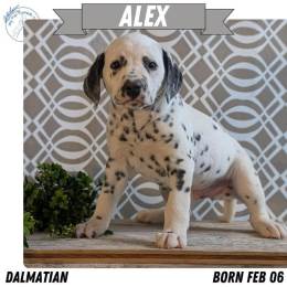 Akc Dalmatian Puppies Microchipped Vaccinated Family Raised Ready April 2026 in Goshen, IN