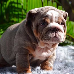 Adorable Blue Fawn English Bulldog Puppy – Zena ?? in Brooklyn, NY