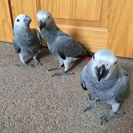 Africa Grey Parrot in Phoenix, AZ