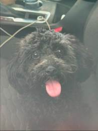 Akc Toy Poodle Stud Service 4 Lb Male Pepper Available in Grand Rapids, MI