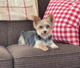 Akc Parti Yorkie Puppy Available Tails Docked Shots Started in Flint, MI