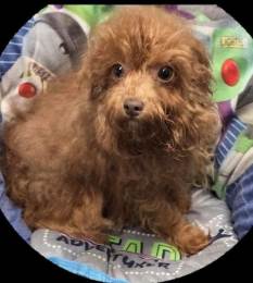Ruby Yorkipoo Female Vaccinated Born August 2025 in Erie, PA